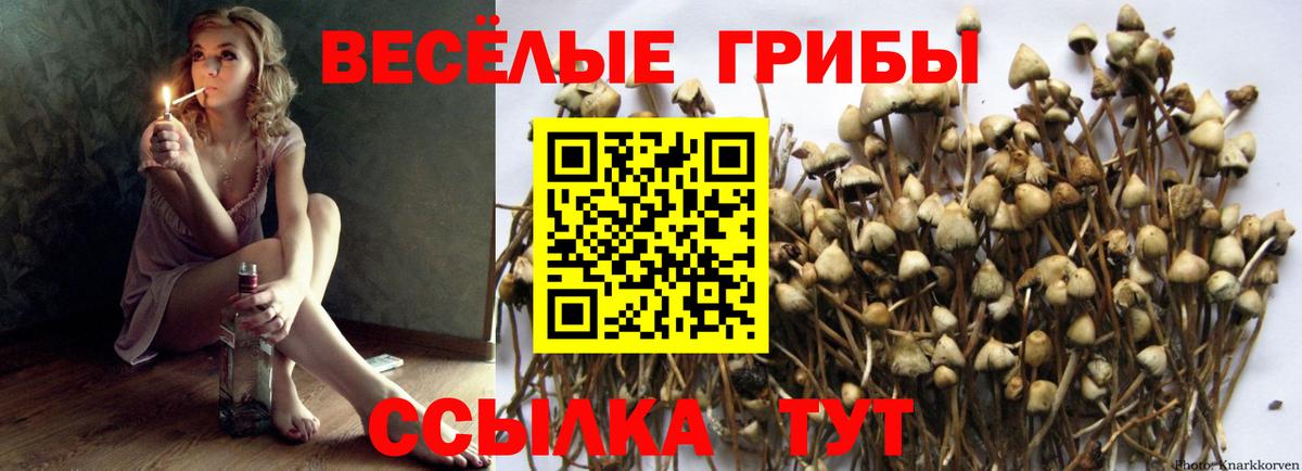 Шадринск  Псилоцибиновые грибы GOLDEN TEACHER  Вход с VPN  Псилоцибиновые грибы Cubensis 